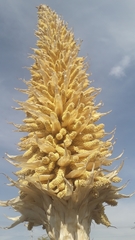 Dasylirion quadrangulatum