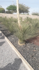 Dasylirion quadrangulatum