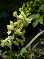 Corydalis cava marschalliana