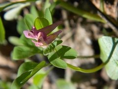 Corydalis intermedia
