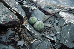 Rebutia minuscula