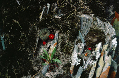 Rebutia minuscula