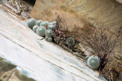 Rebutia minuscula