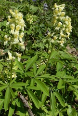 Corydalis cava marschalliana
