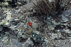 Rebutia minuscula