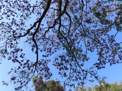 Jacaranda mimosifolia