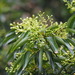 Cinnamomum burmanni - Photo (c) 葉子, algunos derechos reservados (CC BY-NC-ND), uploaded by 葉子