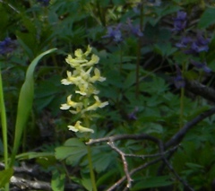 Corydalis cava marschalliana