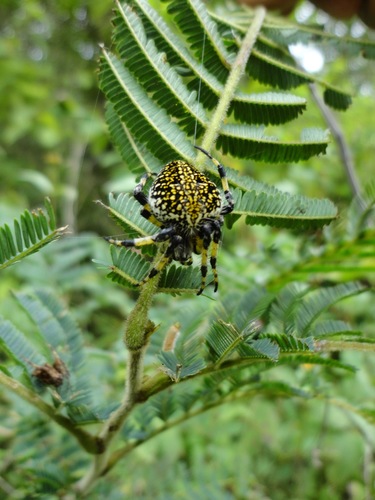 Orizaba Spotted Orbweaver