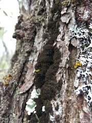 Dendriscocaulon intricatulum