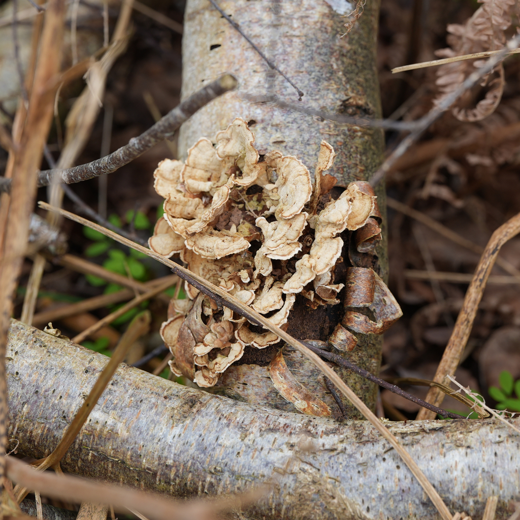 Stereum hirsutum · April 2026 · photo: © madmagpie (iNaturalist, cc-by)