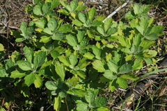 Artemisia koidzumii
