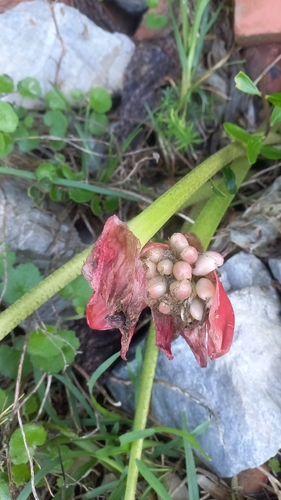April Fool (Haemanthus coccineus)