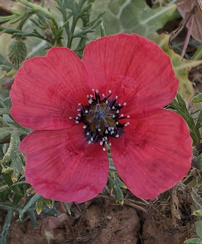 rough poppy