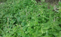 Teucrium vesicarium