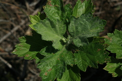 Artemisia koidzumii