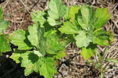 Artemisia koidzumii