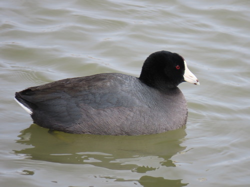 American Coot