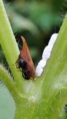 Enchenopa squamigera