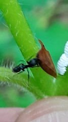 Enchenopa squamigera