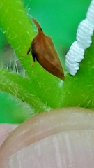 Enchenopa squamigera