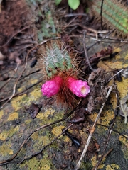 Arrojadoa rhodantha, photograph Fabricio Carvalho da Silva, CC BY, iNaturalist via GBIF