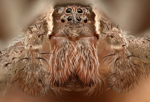 American Nursery Web Spider photo 6