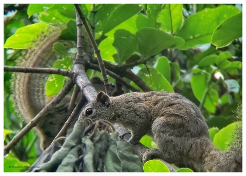 Irrawaddy Squirrel