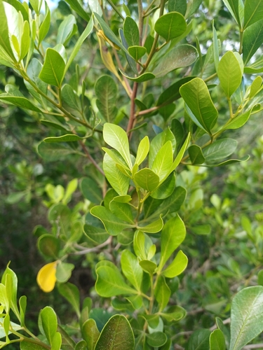 Glossy Currantrhus (Searsia lucida)
