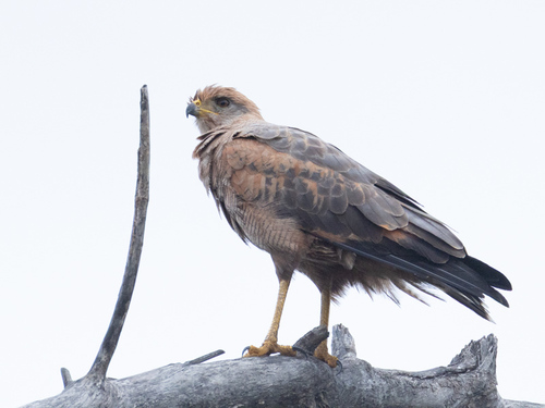 Savanna Hawk