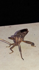 Melucha phyllocnemis