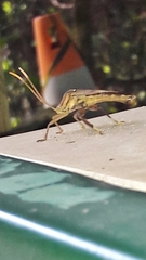 Melucha phyllocnemis