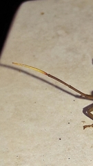 Melucha phyllocnemis