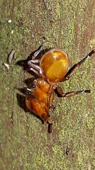 Cephalotes clypeatus