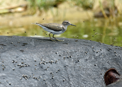 iNaturalist: (c) charlie_myles, some rights reserved (CC BY-NC) iNaturalist image