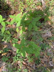 Euphorbia cyathophora