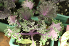 Brassica oleracea acephala