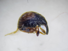 Nanophyinae
