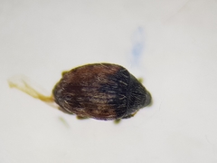 Nanophyinae