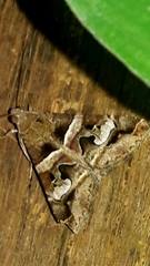 Melipotis perpendicularis