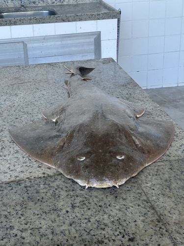 Hidden angelshark (Squatina occulta) — Squatinidae