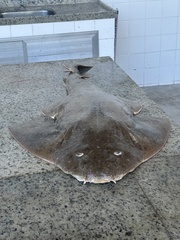 Hidden Angelshark photo 1