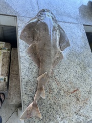 Hidden Angelshark photo 2