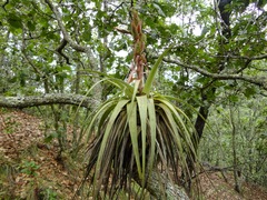 Tillandsia carlos-hankii