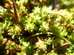 Syntrichia princeps