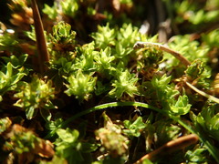 Syntrichia princeps