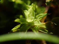 Syntrichia princeps