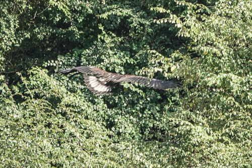 iNaturalist: (c) christiaandevries, some rights reserved (CC BY-NC) iNaturalist image