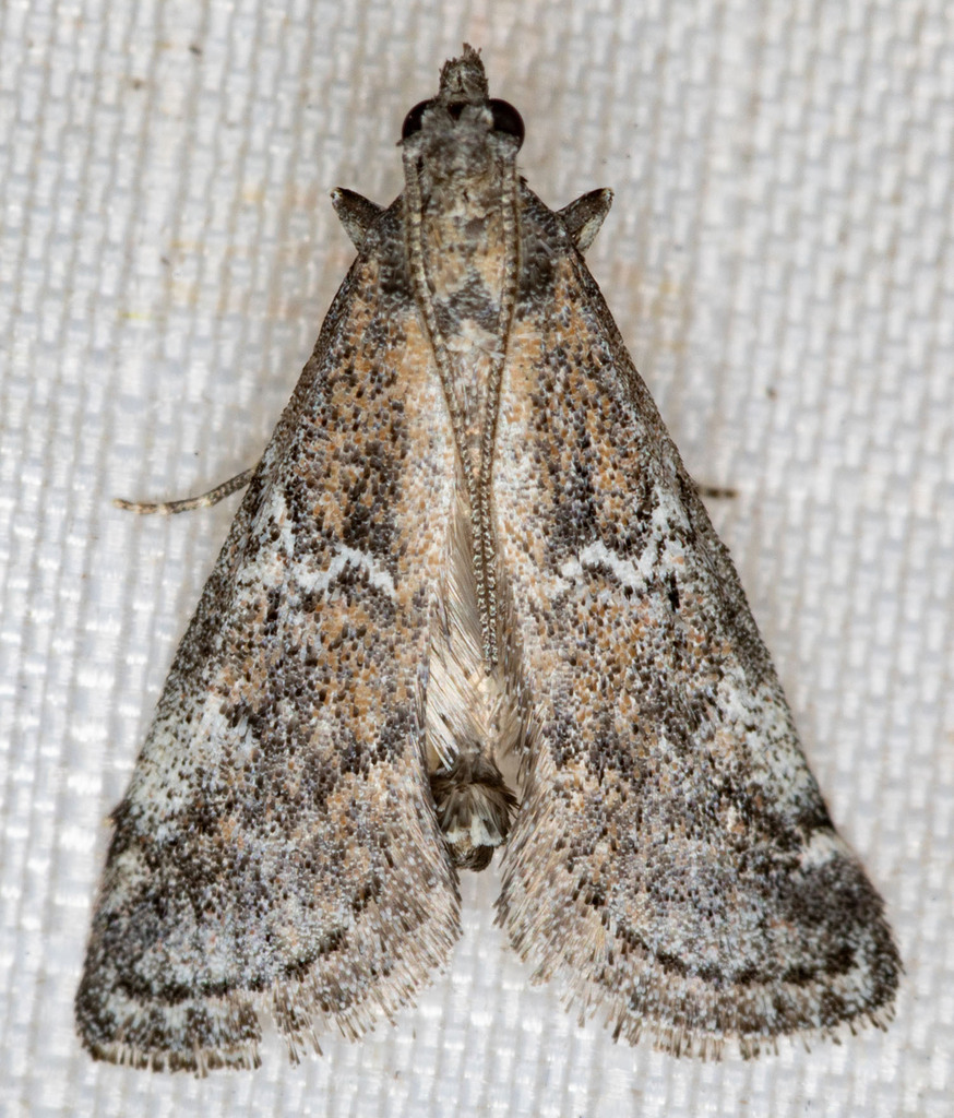 Alpheias