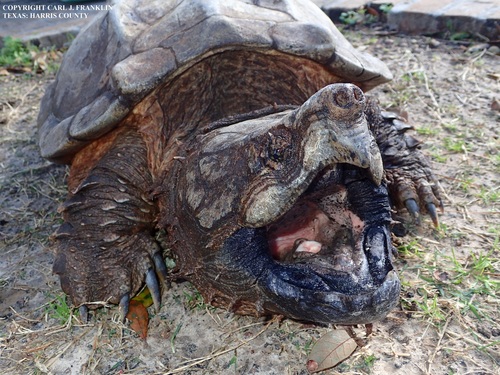 Alligator Snapping Turtle